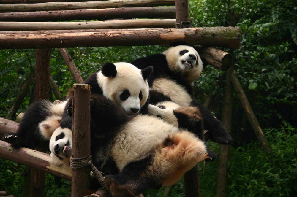 панды в Китае Ченду
