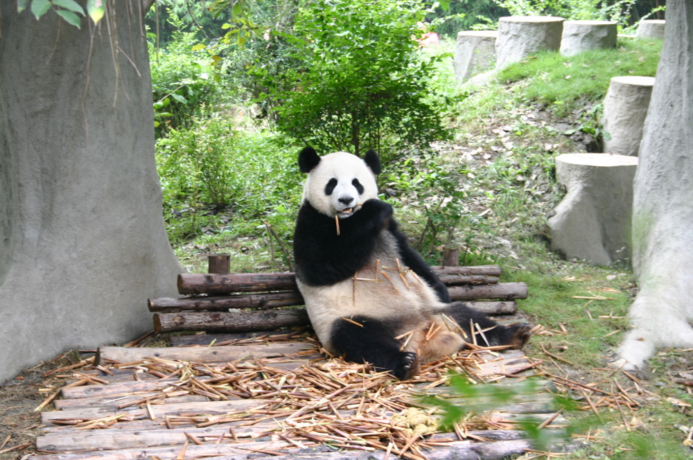 Панды в Китае Ченду