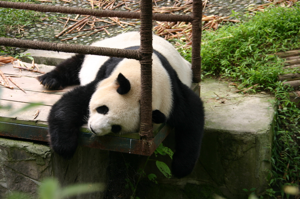 Панда спит Китай Ченду