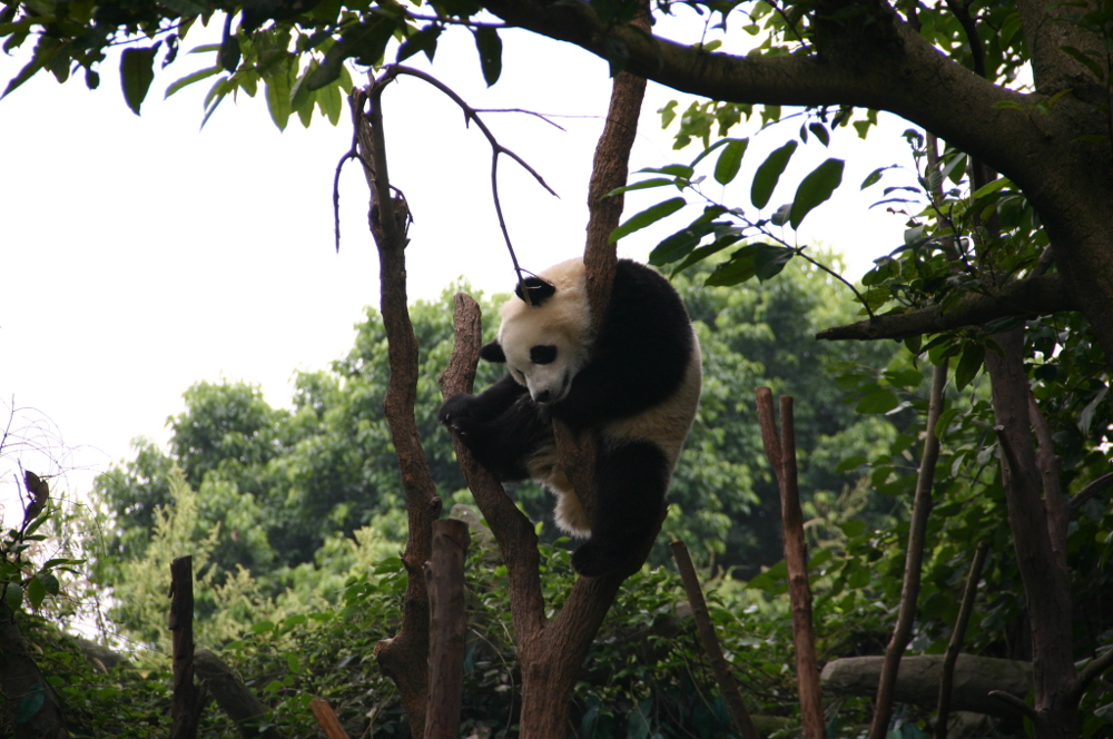 Панда спит Китай Ченду