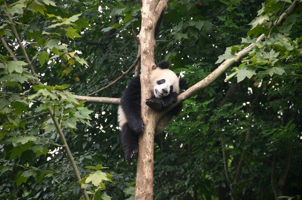 Детёныш панды спит на дереве
