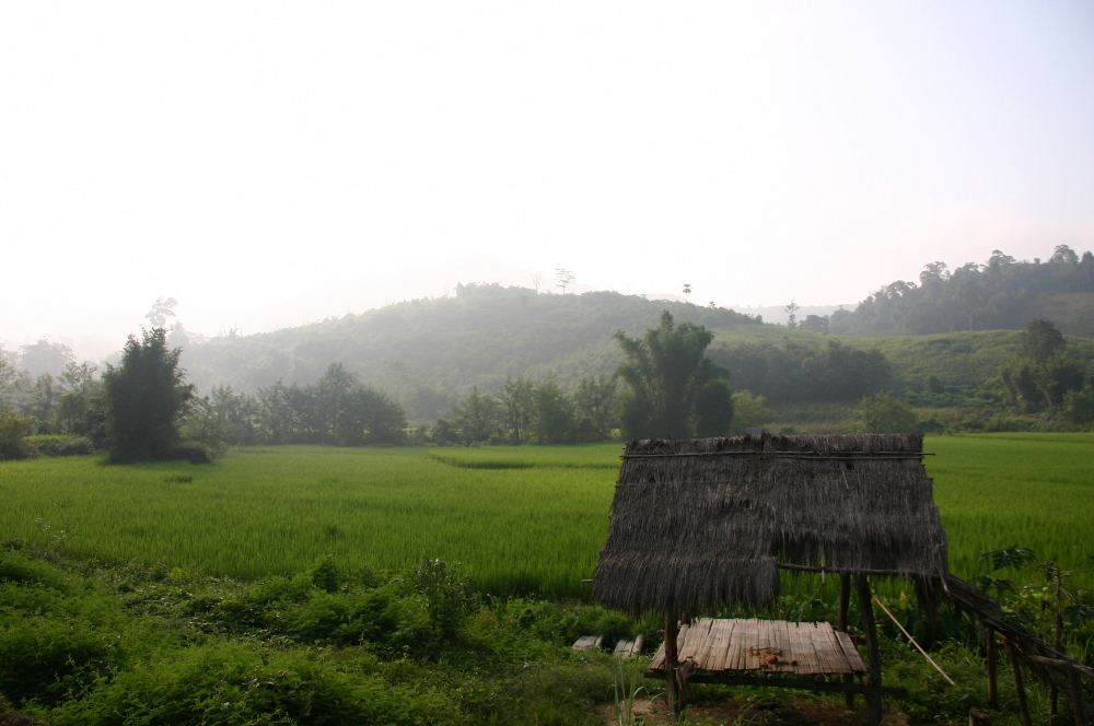 Рисовое поле Лаос