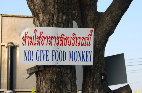 no-give-food-monkey-594x313
