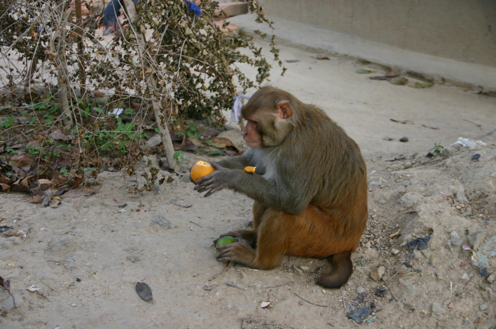 Храм обезьян Катманду