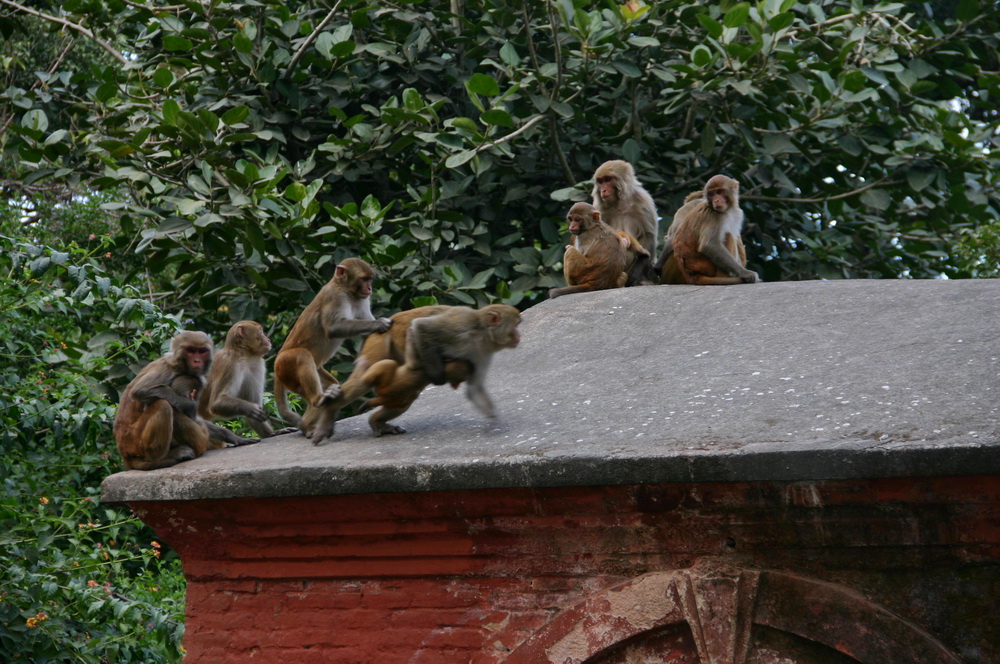 Сваямбунатх обезьяны