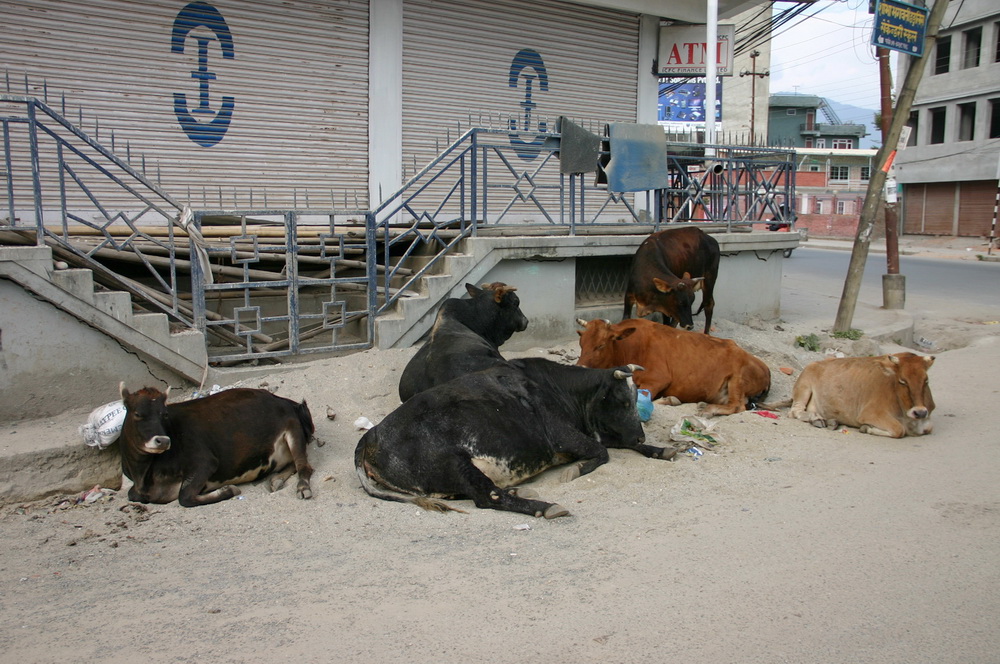 Коровы в Катманду