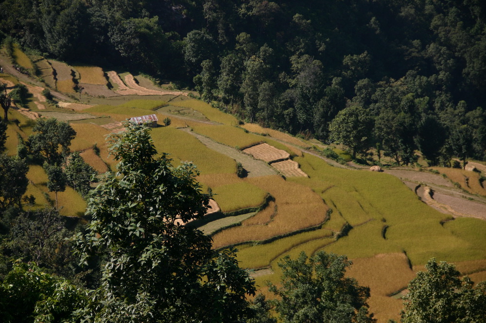Ступенчатые поля Непал