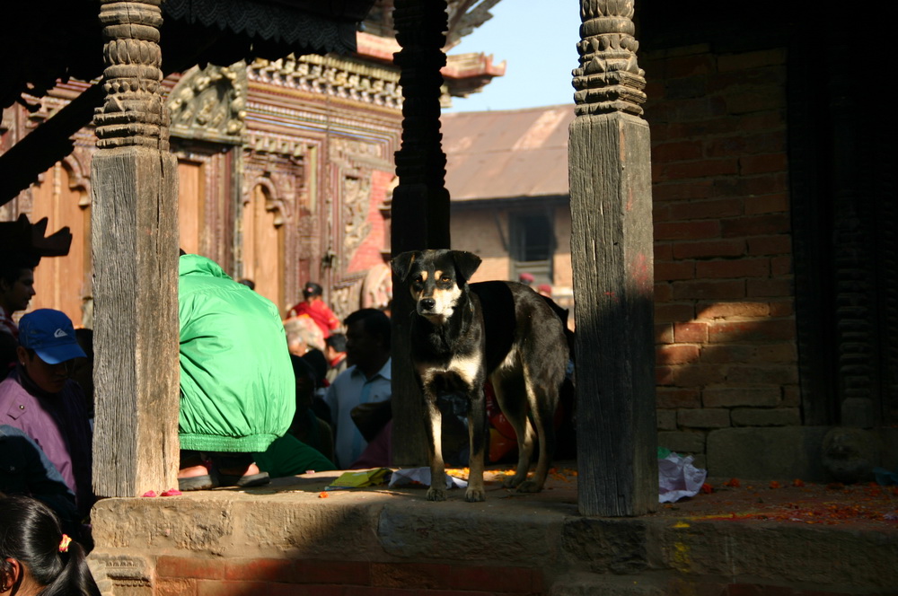 Непальская собака