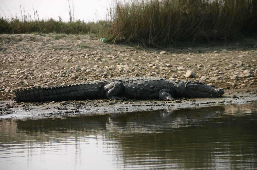 Крокодил Читван