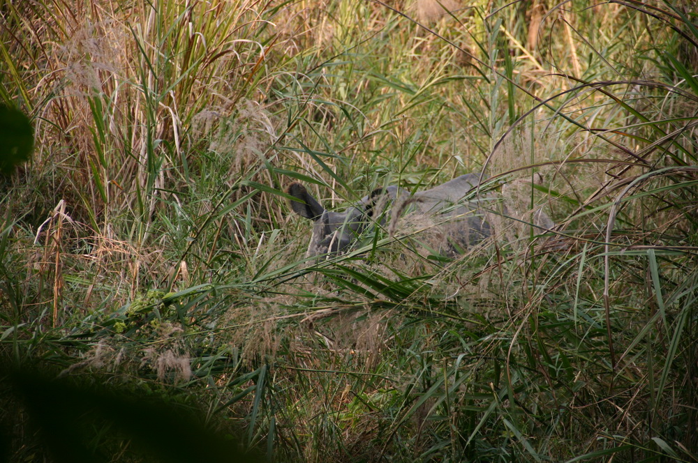 Носорог Читван