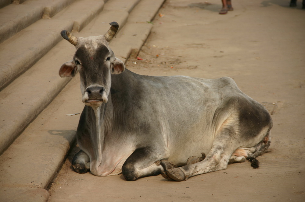 Корова в Варанаси