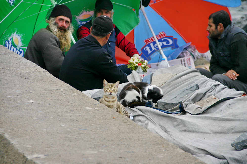 Коты и рыбаки в Стамбуле