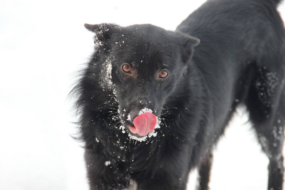 Собаки рады снегу